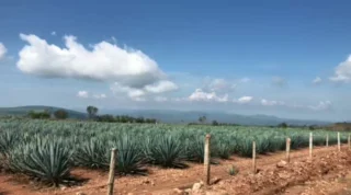 Instagram post from mezcal.hacienda.estanzuela. This post is in position 5.