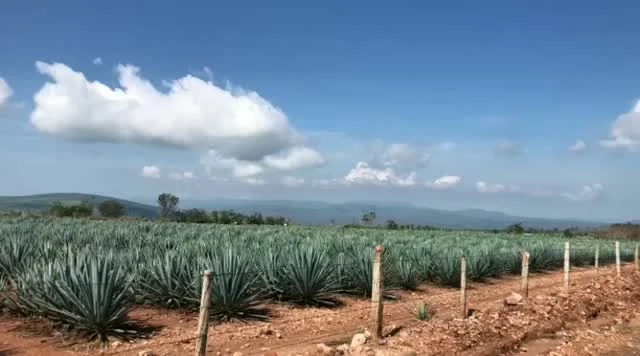 Instagram post from mezcal.hacienda.estanzuela. This post is in position 4.
