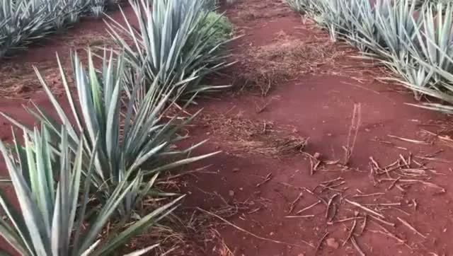 Instagram post from mezcal.hacienda.estanzuela. This post is in position 3.